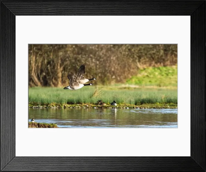 Framed Print : Canada Goose, Branta canadensis, birds in flight over winter marshes