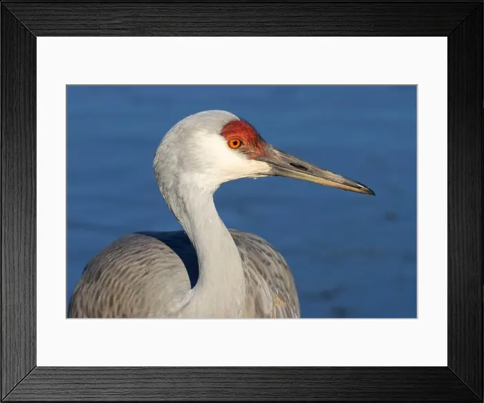 Framed Print : Sandhill crane (Grus canadensis), George C Reifel Migratory Bird Sanctuary, British Columbia, Canada Framed Print : Sandhill crane (Grus canadensis), George C Reifel Migratory Bird Sanctuary, British Columbia, Canada