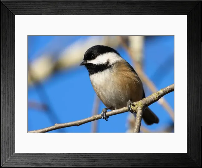 Framed Print : Black-capped chickadee (Poecile atricapillus), George C Reifel Migratory Bird Sanctuary, British Columbia, Canada Framed Print : Black-capped chickadee (Poecile atricapillus), George C Reifel Migratory Bird Sanctuary, British Columbia, Canada