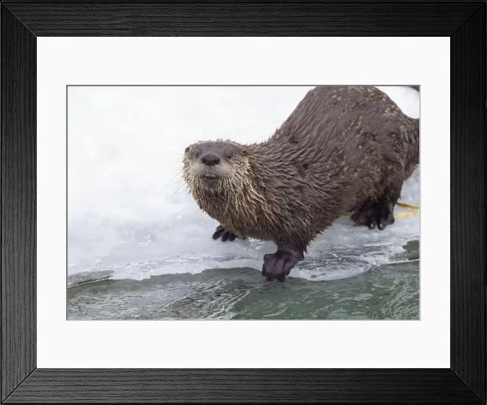 Framed Print : American river otter (Lontra canadensis) in winter Framed Print : American river otter (Lontra canadensis) in winter