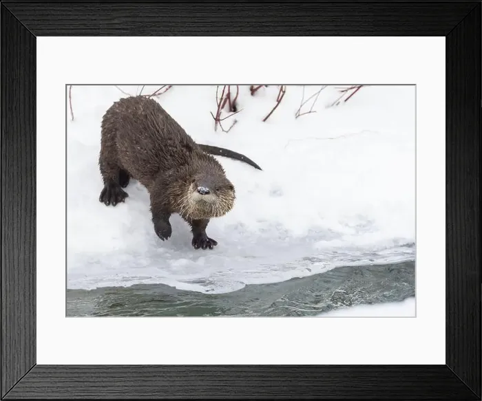 Framed Print : American river otter (Lontra canadensis) in winter Framed Print : American river otter (Lontra canadensis) in winter