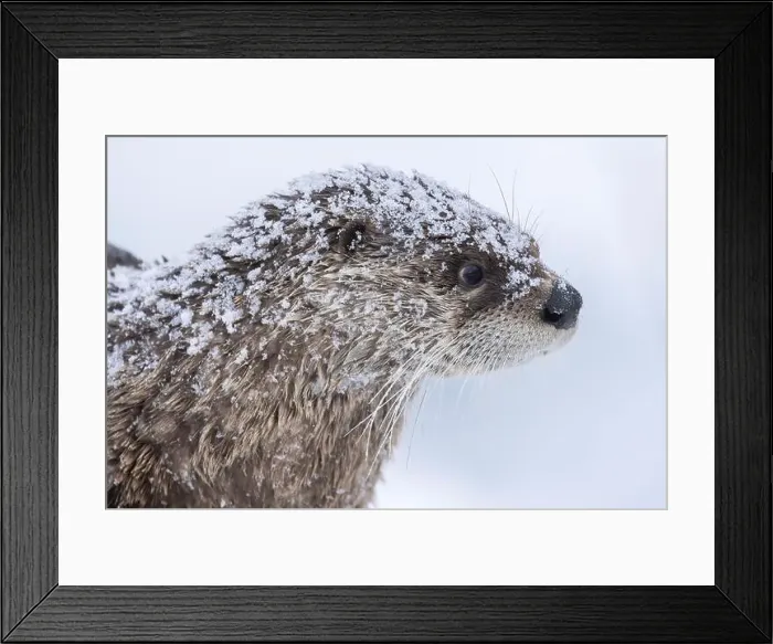 Framed Print : American river otter (Lontra canadensis) in winter Framed Print : American river otter (Lontra canadensis) in winter