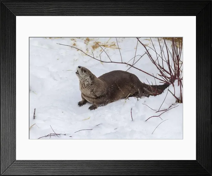 Framed Print : American river otter (Lontra canadensis) in winter Framed Print : American river otter (Lontra canadensis) in winter