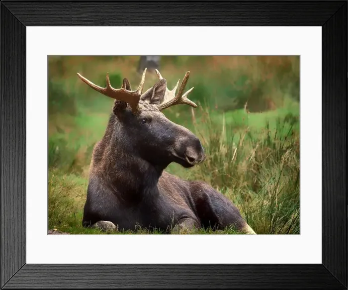 Framed Print : European moose, (Alces alces), Markaryd Framed Print : European moose, (Alces alces), Markaryd