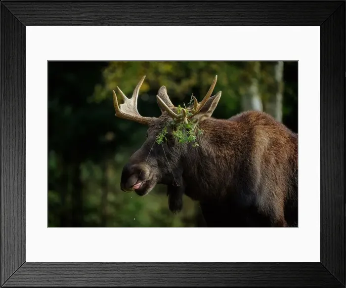 Framed Print : European moose, (Alces alces), Markaryd Framed Print : European moose, (Alces alces), Markaryd