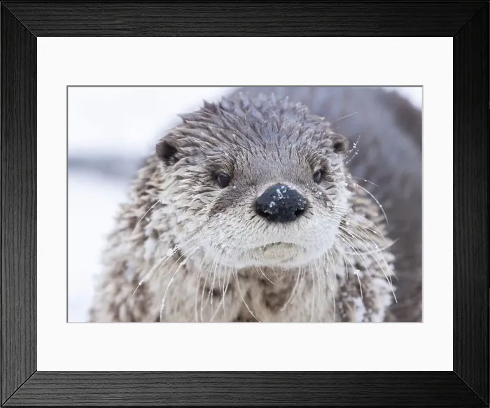 Framed Print : American river otter (Lontra canadensis) in winter Framed Print : American river otter (Lontra canadensis) in winter