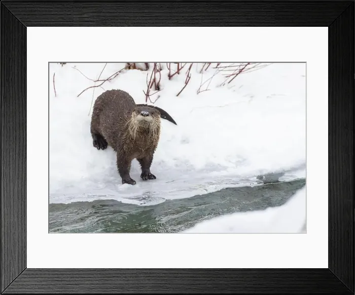 Framed Print : American river otter (Lontra canadensis) in winter