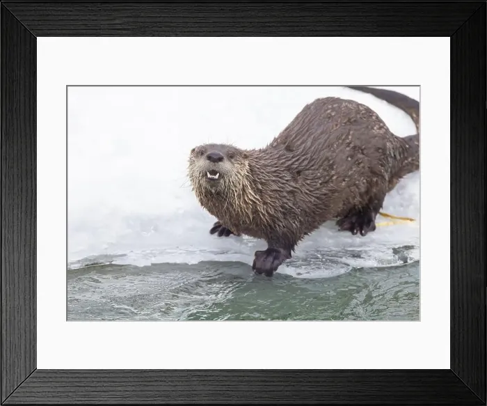 Framed Print : American river otter (Lontra canadensis) in winter Framed Print : American river otter (Lontra canadensis) in winter