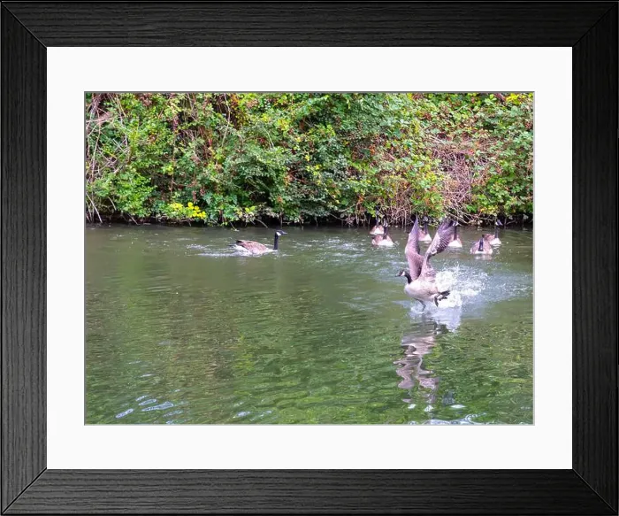 Framed Print : Canada geese on and taking off from river Thames at Windsor Framed Print : Canada geese on and taking off from river Thames at Windsor