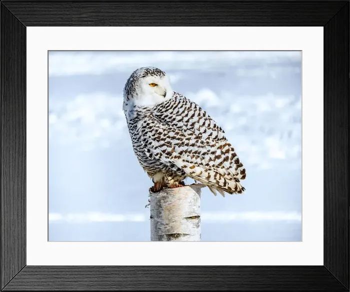 Framed Print : Snowy owl (Bubo scandiacus) perching on a pole on a cold winter morning, Southern Ontario Framed Print : Snowy owl (Bubo scandiacus) perching on a pole on a cold winter morning, Southern Ontario