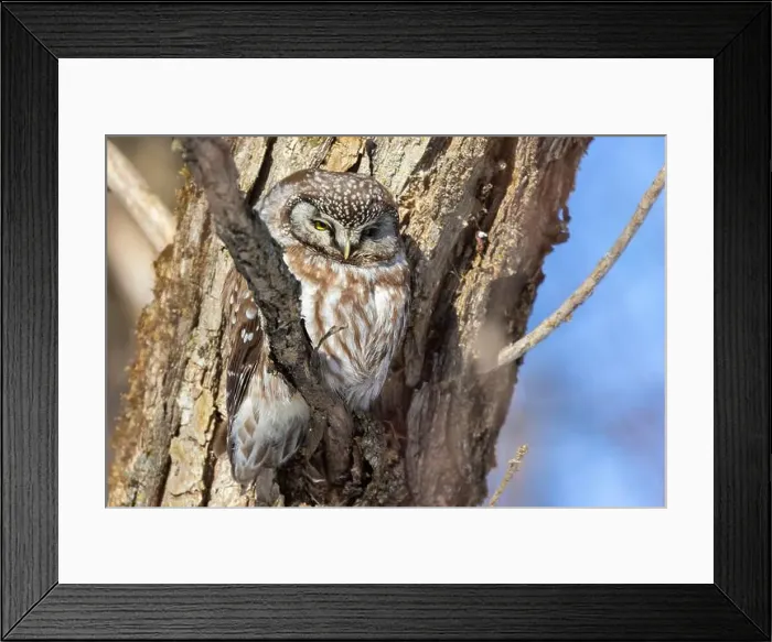Framed Print : A close-up of Boreal owl (Aegolius funereus) or Tengmalm's owl in winter