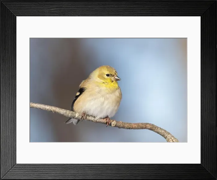 Framed Print : American goldfinch (Spinus tristis) in winter Framed Print : American goldfinch (Spinus tristis) in winter