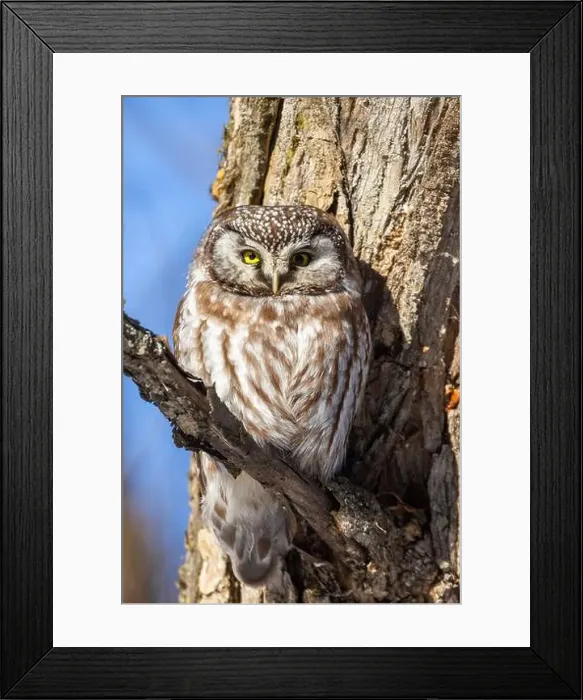 Framed Print : A close-up of Boreal owl (Aegolius funereus) or Tengmalm's owl in winter