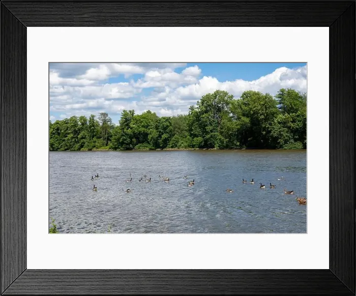 Framed Print : Many Canada geese ( Branta canadensis ) swimming in the water near the river bank with blue sky and clouds Framed Print : Many Canada geese ( Branta canadensis ) swimming in the water near the river bank with blue sky and clouds
