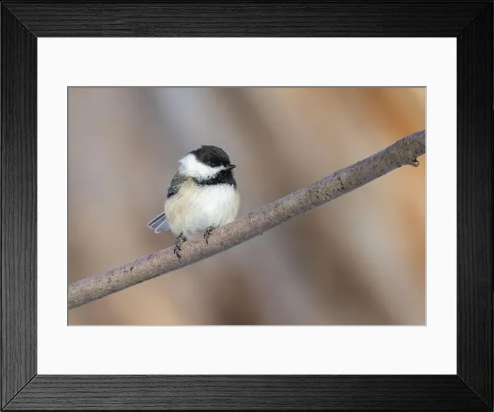 Framed Print : black-capped chickadee (Poecile atricapillus) in winter Framed Print : black-capped chickadee (Poecile atricapillus) in winter