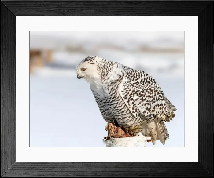 Framed Print : Snowy owl (Bubo scandiacus) perching on a pole on a cold winter morning, Southern Ontario Framed Print : Snowy owl (Bubo scandiacus) perching on a pole on a cold winter morning, Southern Ontario