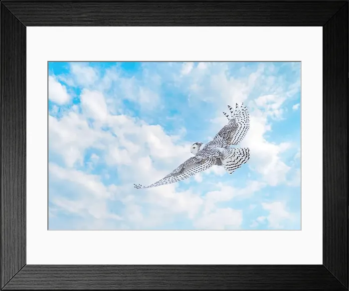 Framed Print : Snowy Owl female flying on a blue cloudscape sky background in Quebec, Canada Framed Print : Snowy Owl female flying on a blue cloudscape sky background in Quebec, Canada