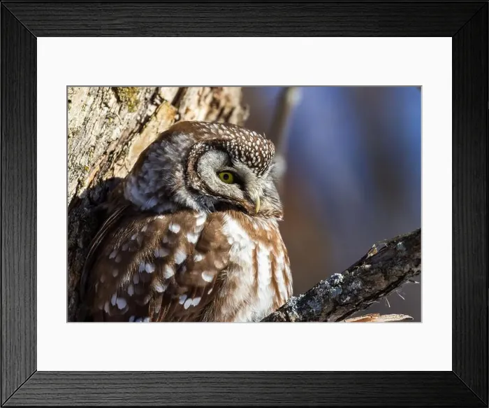 Framed Print : A close-up of Boreal owl (Aegolius funereus) or Tengmalm's owl in winter