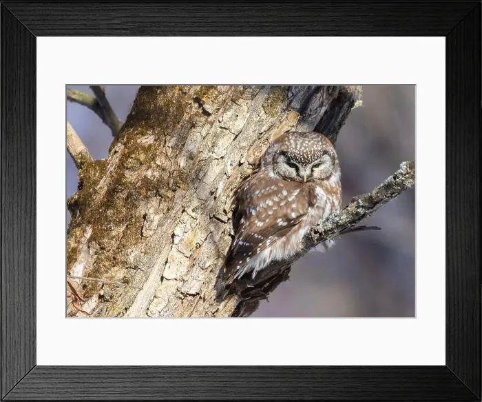 Framed Print : A close-up of Boreal owl (Aegolius funereus) or Tengmalm's owl in winter