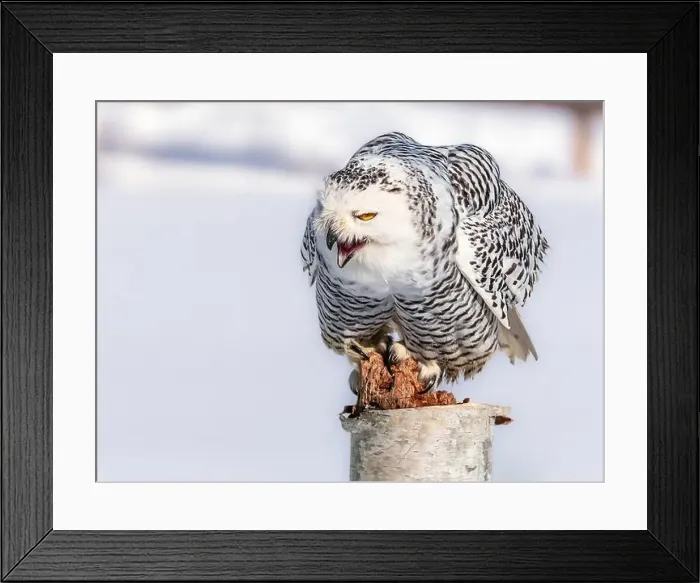 Framed Print : Snowy owl (Bubo scandiacus) perching on a pole on a cold winter morning, Southern Ontario Framed Print : Snowy owl (Bubo scandiacus) perching on a pole on a cold winter morning, Southern Ontario