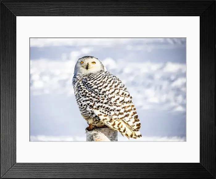 Framed Print : Snowy owl (Bubo scandiacus) perching on a pole on a cold winter morning, Southern Ontario Framed Print : Snowy owl (Bubo scandiacus) perching on a pole on a cold winter morning, Southern Ontario