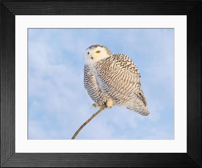 Framed Print : Snowy Owl female with blue cloudscape sky on the background in Quebec, Canada Framed Print : Snowy Owl female with blue cloudscape sky on the background in Quebec, Canada