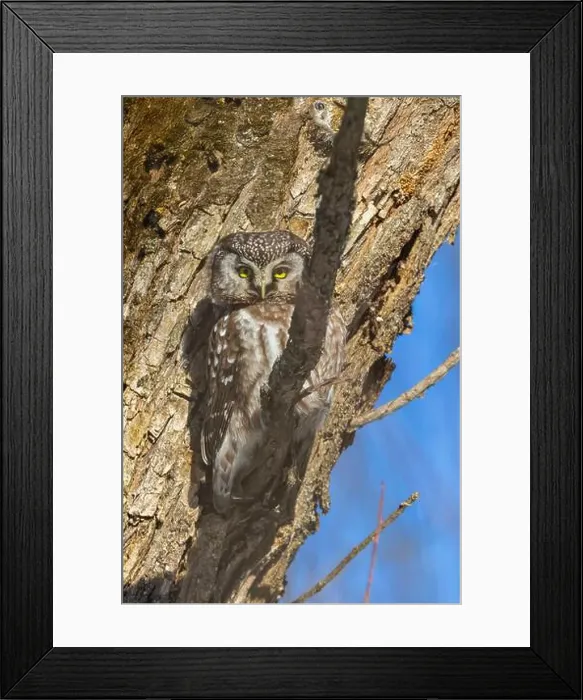 Framed Print : A close-up of Boreal owl (Aegolius funereus) or Tengmalm's owl in winter