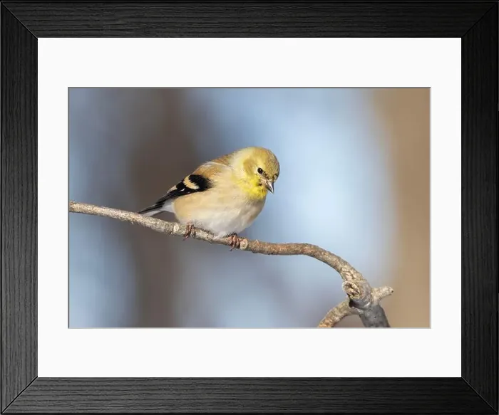 Framed Print : American goldfinch (Spinus tristis) in winter