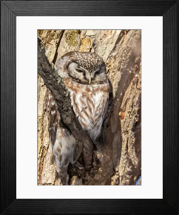 Framed Print : A close-up of Boreal owl (Aegolius funereus) or Tengmalm's owl in winter