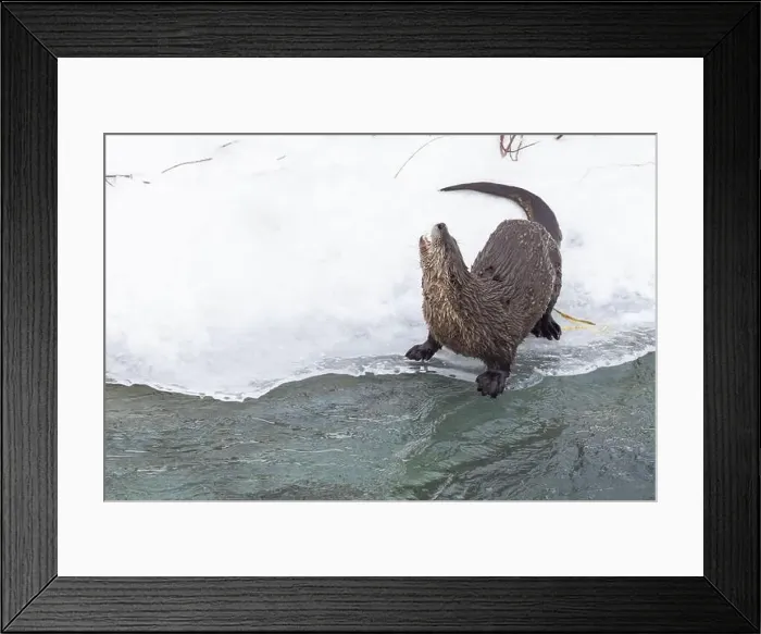 Framed Print : American river otter (Lontra canadensis) in winter Framed Print : American river otter (Lontra canadensis) in winter