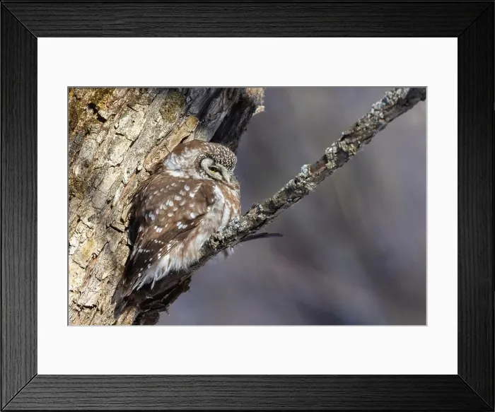 Framed Print : A close-up of Boreal owl (Aegolius funereus) or Tengmalm's owl in winter