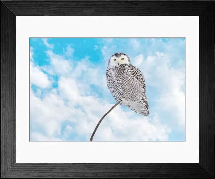 Framed Print : Snowy Owl female with blue cloudscape sky on the background in Quebec, Canada Framed Print : Snowy Owl female with blue cloudscape sky on the background in Quebec, Canada