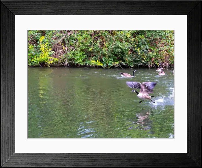 Framed Print : Canada geese on and taking off from river Thames at Windsor Framed Print : Canada geese on and taking off from river Thames at Windsor