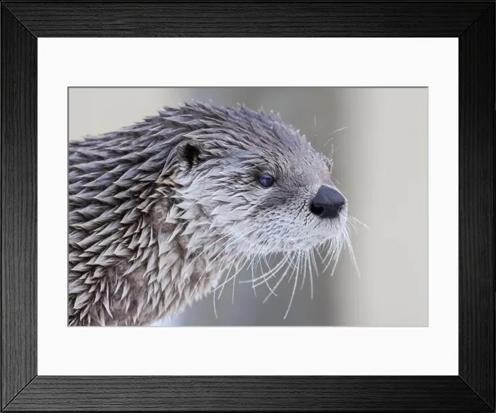 Framed Print : American river otter (Lontra canadensis) in winter Framed Print : American river otter (Lontra canadensis) in winter