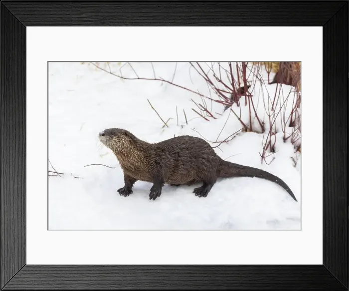 Framed Print : American river otter (Lontra canadensis) in winter Framed Print : American river otter (Lontra canadensis) in winter