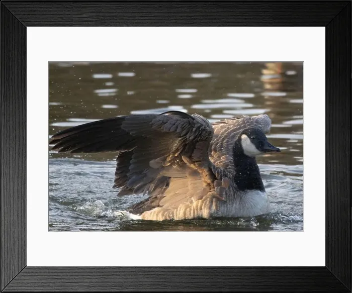 Framed Print : Canada Goose (Branta canadensis) on a river flapping its wings Framed Print : Canada Goose (Branta canadensis) on a river flapping its wings