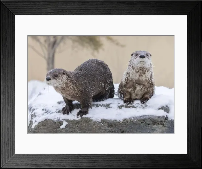 Framed Print : American river otter (Lontra canadensis) in winter Framed Print : American river otter (Lontra canadensis) in winter