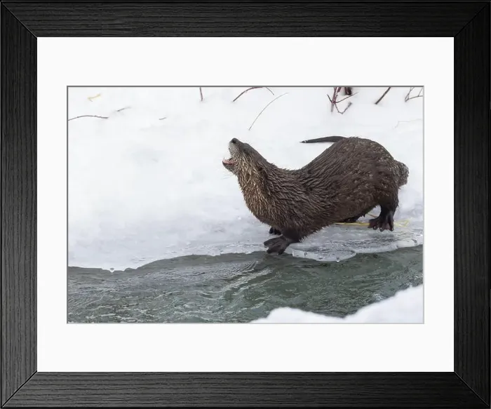 Framed Print : American river otter (Lontra canadensis) in winter Framed Print : American river otter (Lontra canadensis) in winter