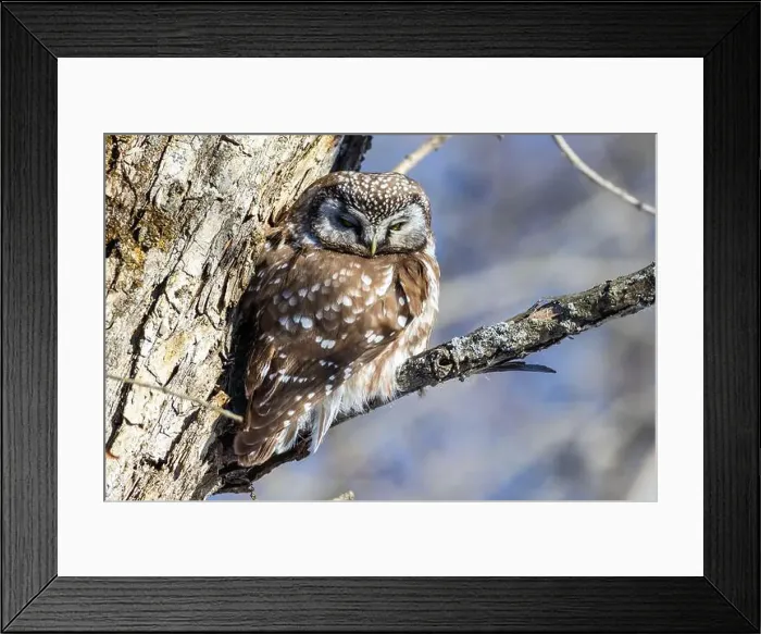 Framed Print : A close-up of Boreal owl (Aegolius funereus) or Tengmalm's owl in winter Framed Print : A close-up of Boreal owl (Aegolius funereus) or Tengmalm's owl in winter