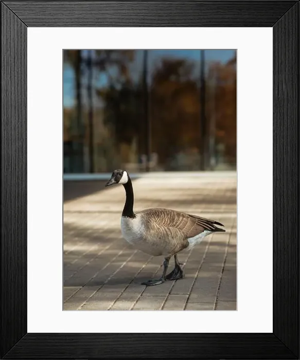 Framed Print : Close-up of goose with feathers Framed Print : Close-up of goose with feathers