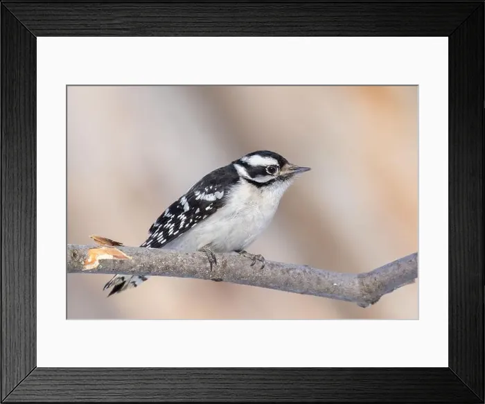 Framed Print : downy woodpecker (Dryobates pubescens) Framed Print : downy woodpecker (Dryobates pubescens)