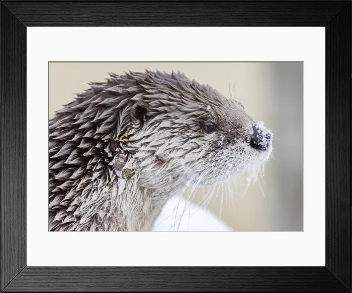 Framed Print : American river otter (Lontra canadensis) in winter Framed Print : American river otter (Lontra canadensis) in winter