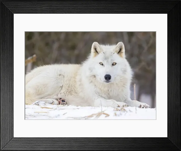 Framed Print : Portrait of timber wolf in Canadian winter Framed Print : Portrait of timber wolf in Canadian winter