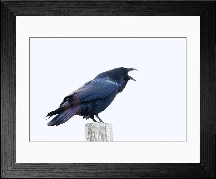 Framed Print : common raven or northern raven (Corvus corax) in winter Framed Print : common raven or northern raven (Corvus corax) in winter
