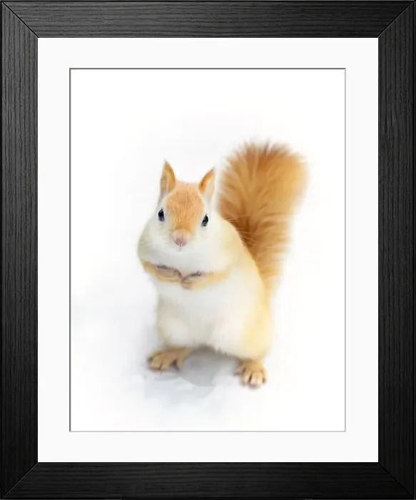 Framed Print : White squirrel (leucistic red squirrel) standing in the snow on a cold winter morning in Canada Framed Print : White squirrel (leucistic red squirrel) standing in the snow on a cold winter morning in Canada