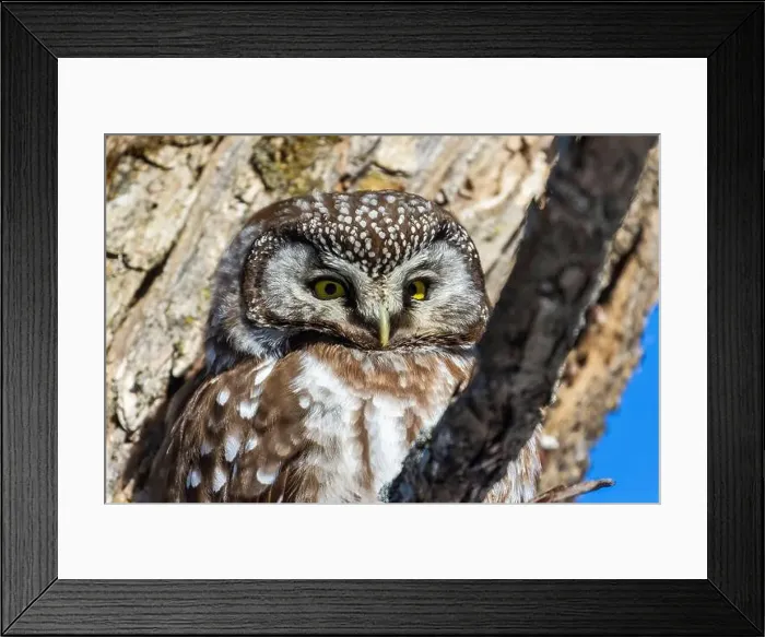 Framed Print : A close-up of Boreal owl (Aegolius funereus) or Tengmalm's owl in winter Framed Print : A close-up of Boreal owl (Aegolius funereus) or Tengmalm's owl in winter