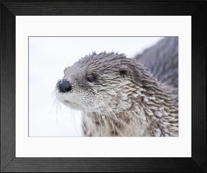 Framed Print : American river otter (Lontra canadensis) in winter Framed Print : American river otter (Lontra canadensis) in winter