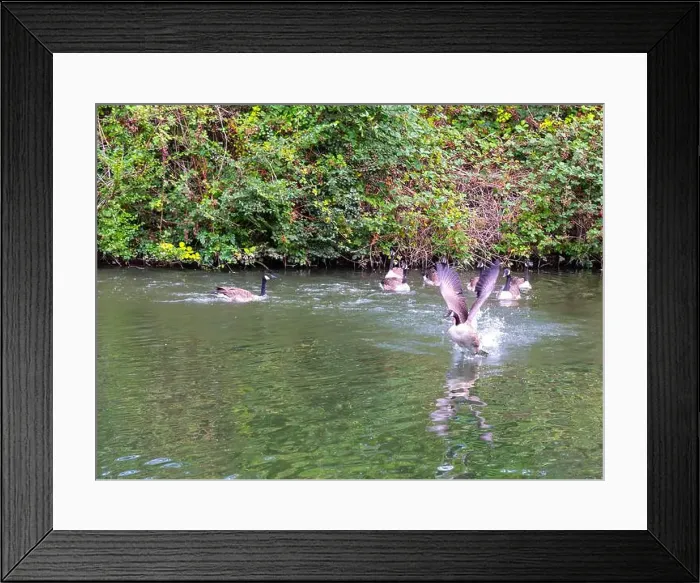 Framed Print : Canada geese on and taking off from river Thames at Windsor Framed Print : Canada geese on and taking off from river Thames at Windsor