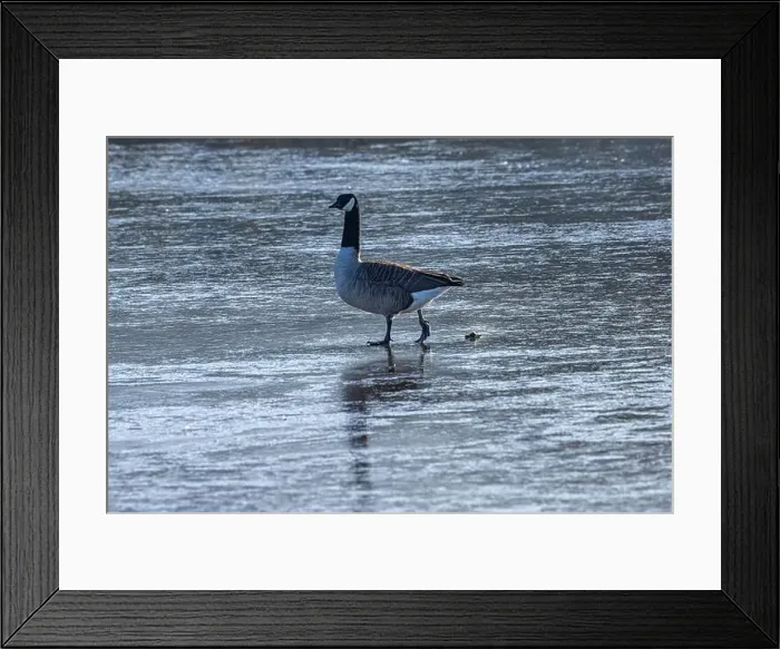 Framed Print : A Canada Goose on a frozen lake in the winter sunshine Framed Print : A Canada Goose on a frozen lake in the winter sunshine