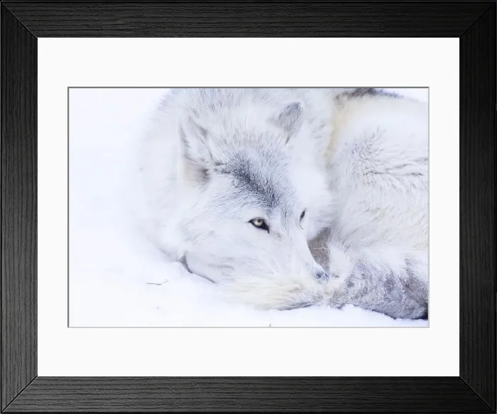 Framed Print : Portrait of timber wolf in Canadian winter Framed Print : Portrait of timber wolf in Canadian winter